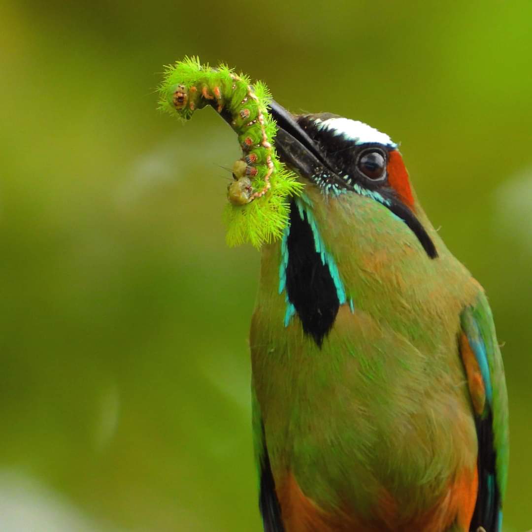 Tour guiado por Costa Rica