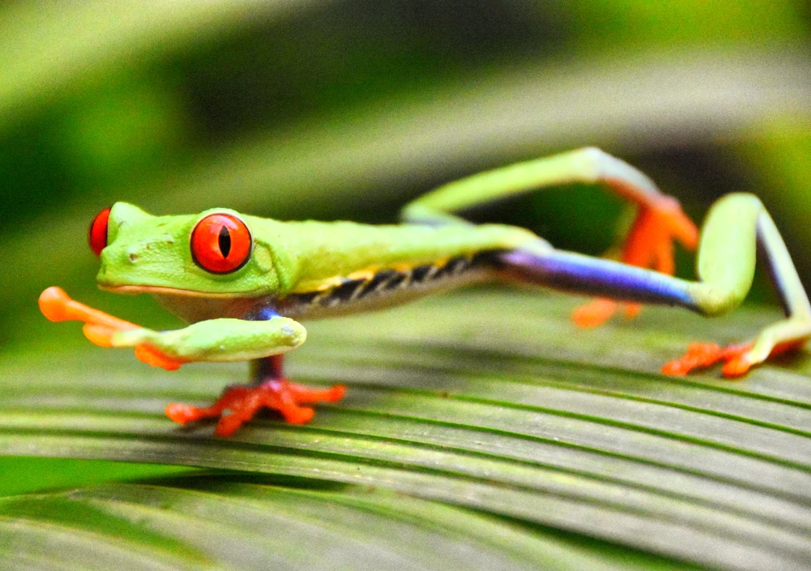 Rana verde - fauna costarricense